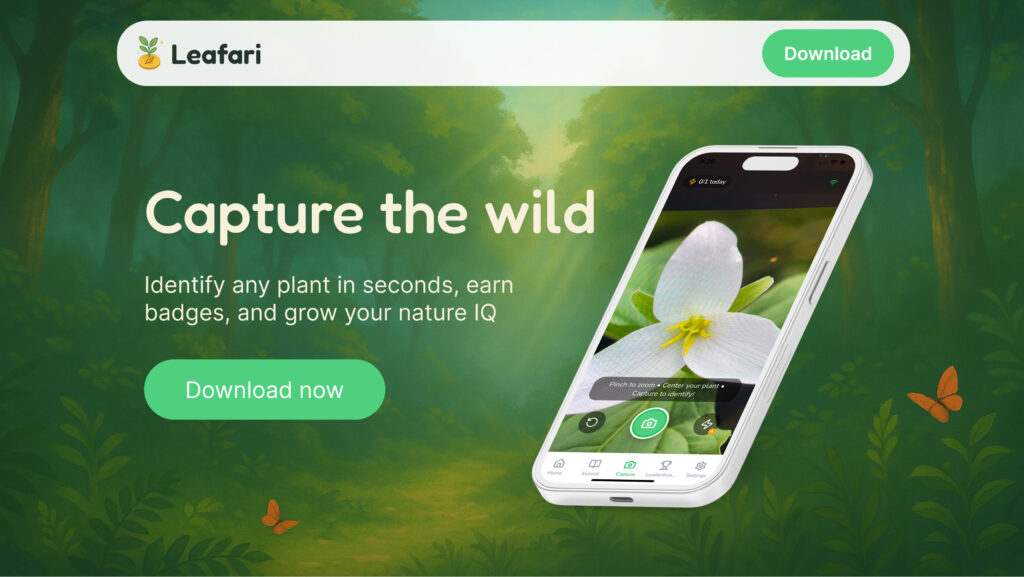 Leafari